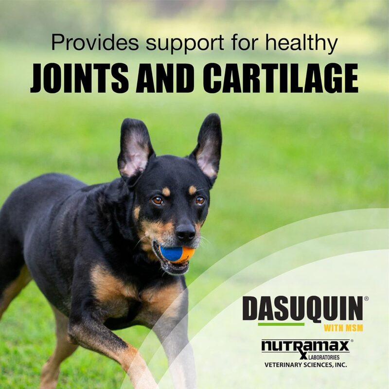 Boost Your Large Dog's Joint Health with Dasuquin: A Comprehensive Review