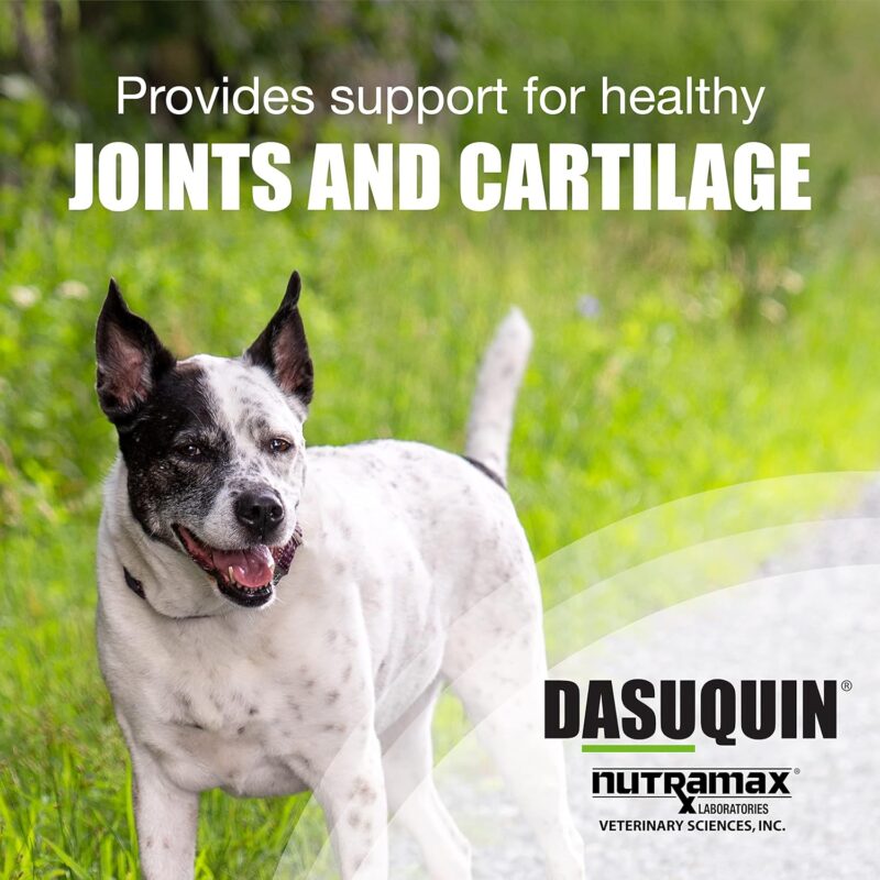 Dasuquin with MSM: A Powerhouse Joint Supplement for Large Dogs