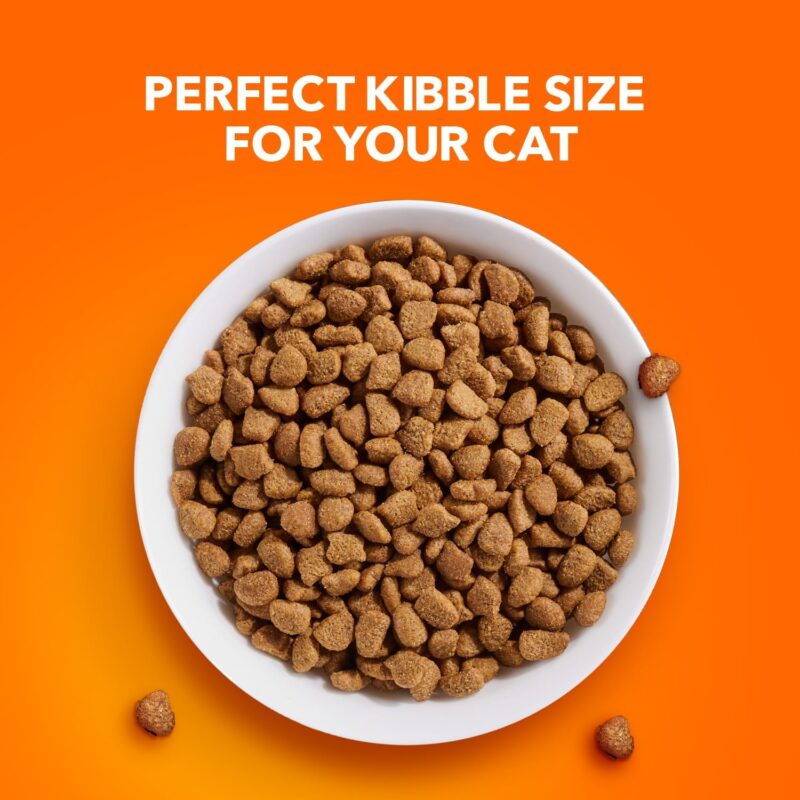 IAMS PROACTIVE HEALTH: The Ultimate Solution for Indoor Cats