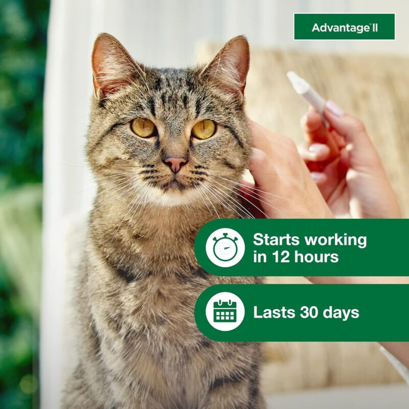 Advantage II for Cats: Effective Flea Treatment & Prevention Review