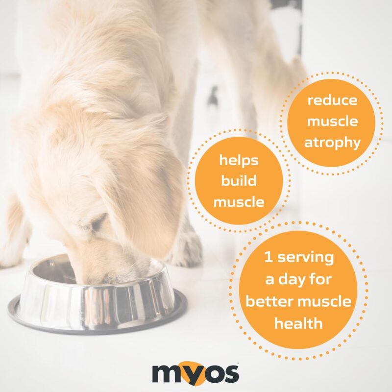 MYOS Canine Muscle Formula: A Natural Solution for Aging Dogs