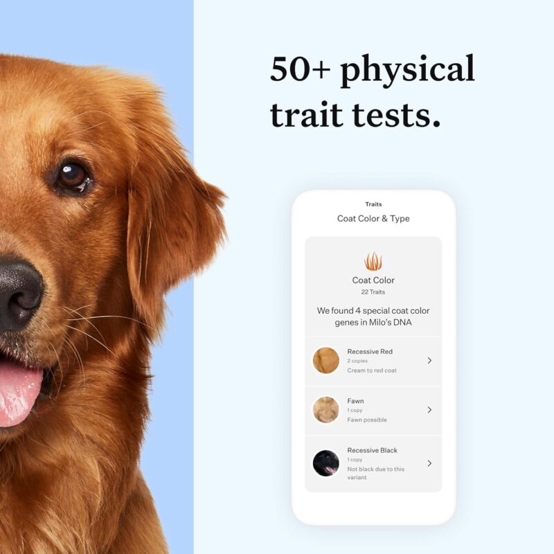 Unlocking Canine Heritage: A Review of Wisdom Panel Essential DNA Kit